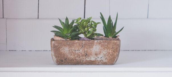 Aloe Vera, find out all its benefits and uses