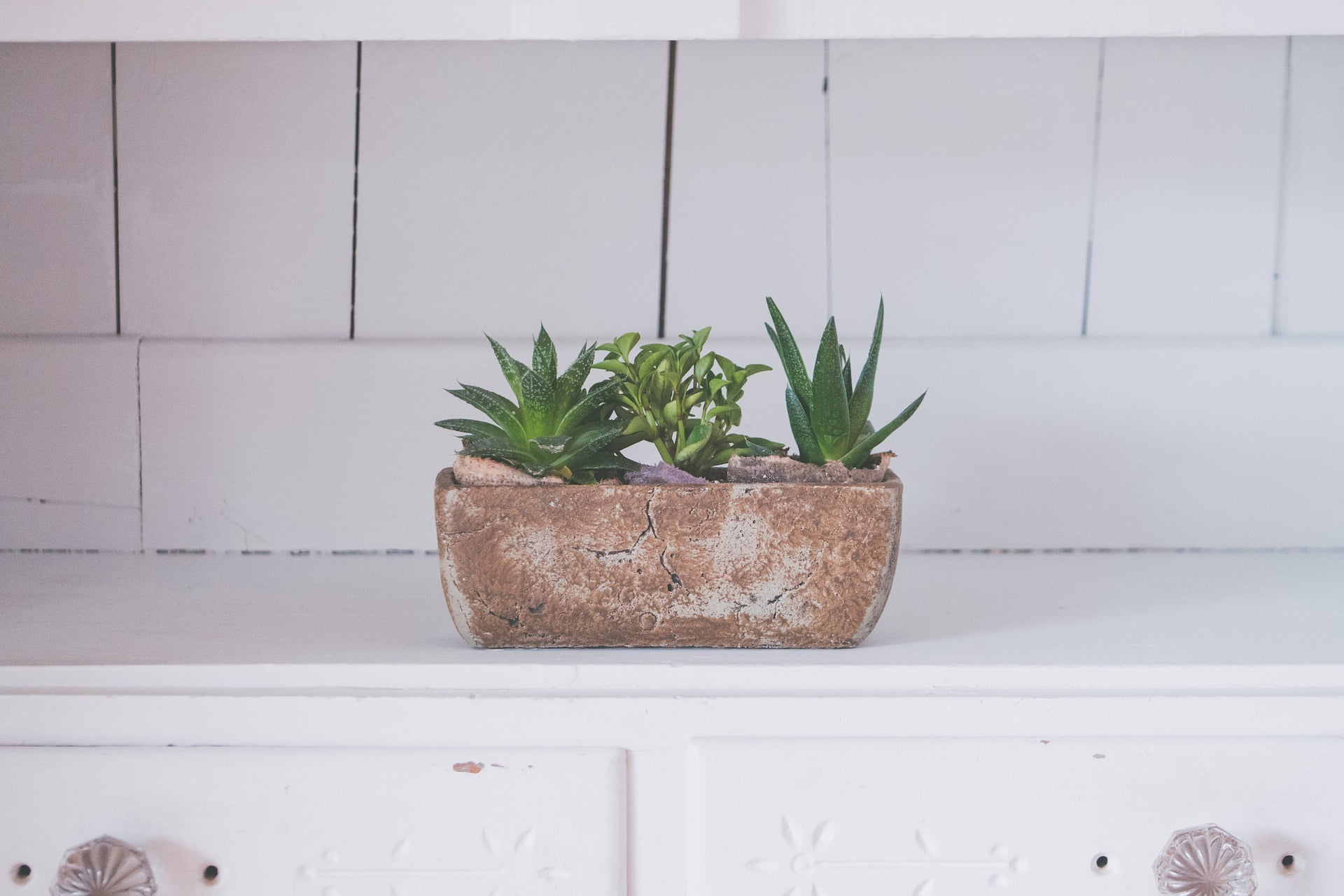 Aloe vera