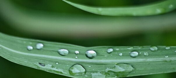 Citronella: the natural repellent against mosquitoes