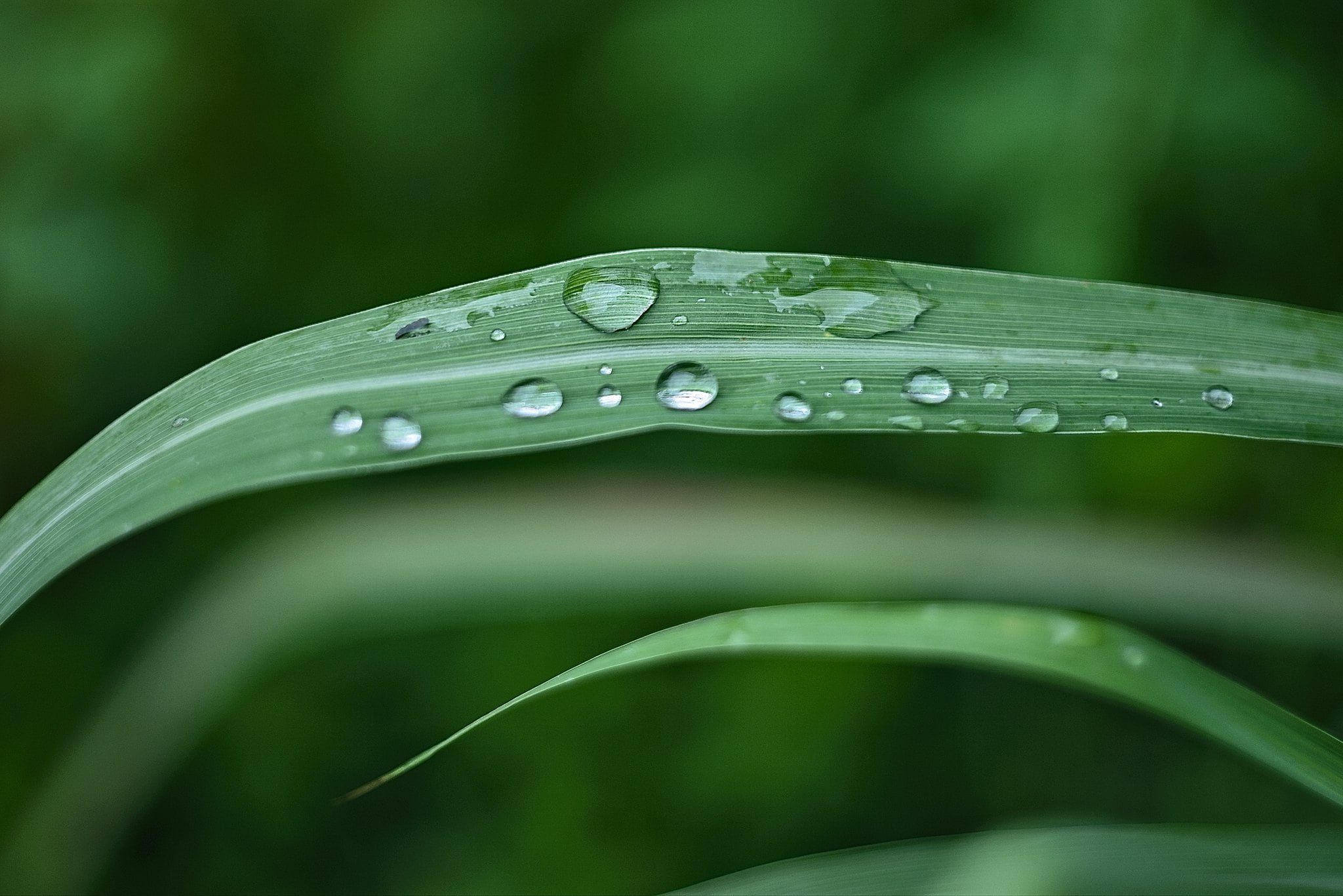Citronella السترونيلا