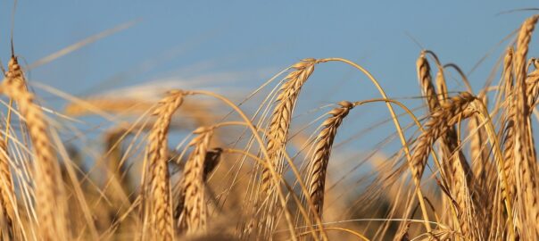 Zinc. An essential mineral for our body
