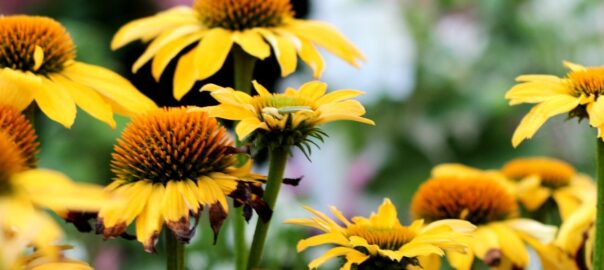 Echinacea for Boosting the Immune System
