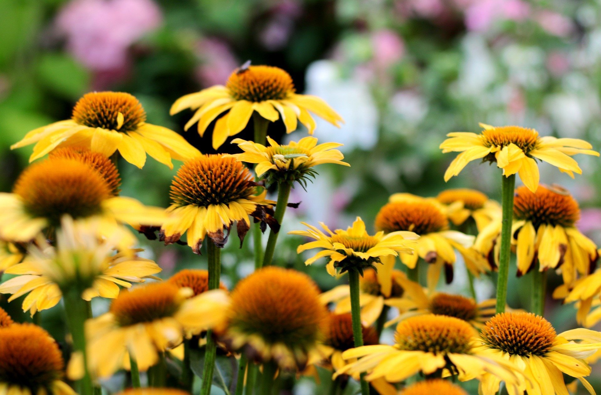 إشنسا Echinacea
