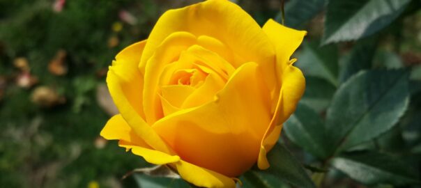 Evening Primrose, the women’s plant