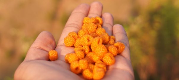 Beta-carotenes: your great ally this summer