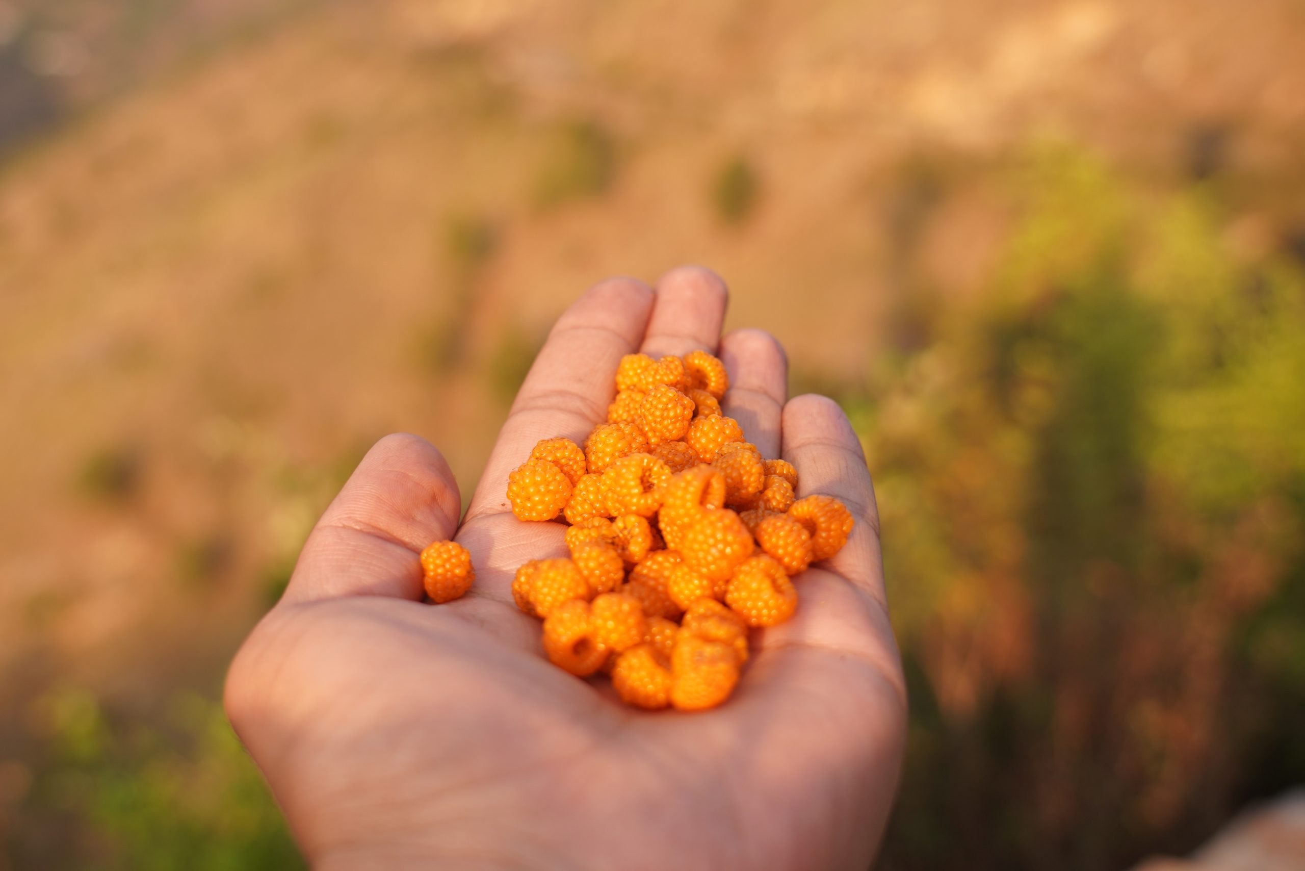 Beta-carotenes البيتا